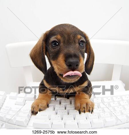 Close-up of a dachshund puppy sitting at a computer keyboard View Large Photo Image Stock Image - Close-up of a dachshund puppy sitting at a computer keyboard. Fotosearch