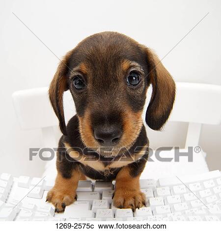 Close-up of a dachshund puppy sitting at a computer keyboard View Large Photo Image Stock Image - Close-up of a dachshund puppy sitting at a computer keyboard. Fotosearch