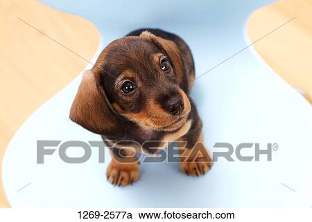 Close-up of a dachshund puppy sitting on a chair View Large Photo Image Stock Image - Close-up of a dachshund puppy sitting on a chair. Fotosearch