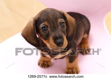 Close-up of a dachshund puppy sitting on a chair View Large Photo Image Stock Image - Close-up of a dachshund puppy sitting on a chair. Fotosearch