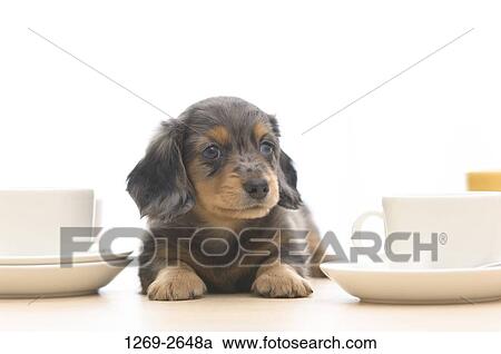 Stock Image - Close-up of a dachshund puppy sitting near cups and saucers. Fotosearch