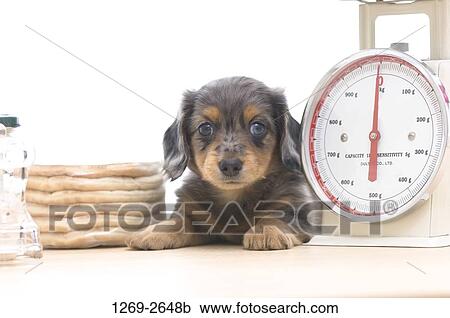 Close-up of a dachshund puppy sitting between a weighing scale and a stack of pancakes View Large Photo Image Stock Image - Close-up of a dachshund puppy sitting between a weighing scale and a stack of pancakes. Fotosearch