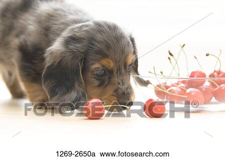 Close-up of a dachshund puppy smelling cherries View Large Photo Image Stock Image - Close-up of a dachshund puppy smelling cherries. Fotosearch