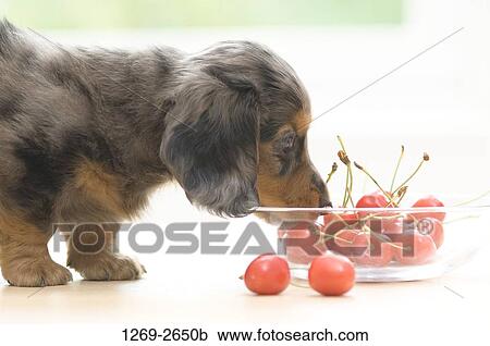 Close-up of a dachshund puppy smelling cherries View Large Photo Image Stock Image - Close-up of a dachshund puppy smelling cherries. Fotosearch