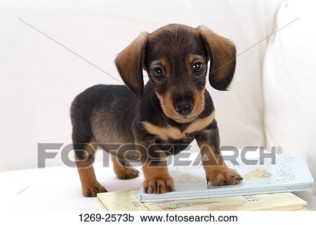 Close-up of a dachshund puppy standing on books View Large Photo Image Stock Image - Close-up of a dachshund puppy standing on books. Fotosearch