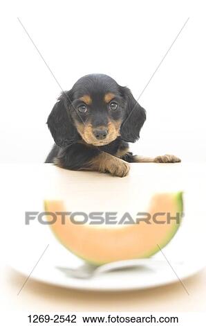 Stock Image - Close-up of a dachshund puppy. Fotosearch