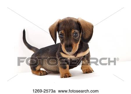 Close-up of a dachshund puppy View Large Photo Image Stock Image - Close-up of a dachshund puppy. Fotosearch