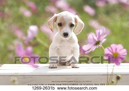 Close-up of a dachshund puppy View Large Photo Image Stock Image - Close-up of a dachshund puppy. Fotosearch