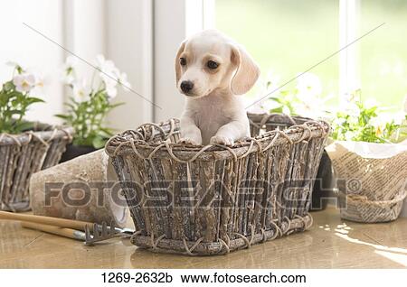 Close-up of a dachshund puppy View Large Photo Image Stock Image - Close-up of a dachshund puppy. Fotosearch