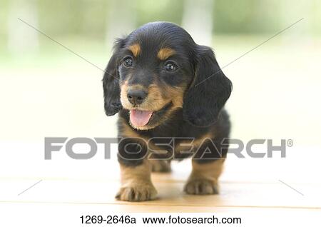 Close-up of a dachshund puppy View Large Photo Image Stock Image - Close-up of a dachshund puppy. Fotosearch
