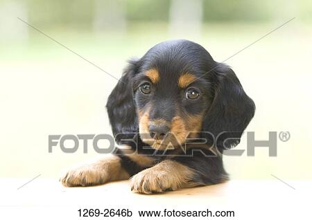 Stock Image - Close-up of a dachshund puppy. Fotosearch