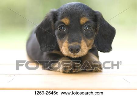 Close-up of a dachshund puppy View Large Photo Image Stock Image - Close-up of a dachshund puppy. Fotosearch