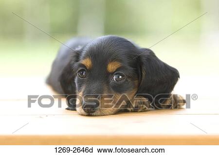 Close-up of a dachshund puppy View Large Photo Image Stock Image - Close-up of a dachshund puppy. Fotosearch