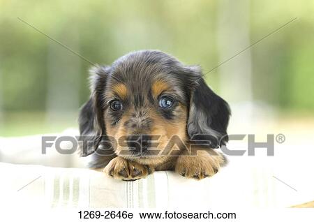 Close-up of a dachshund puppy View Large Photo Image Stock Image - Close-up of a dachshund puppy. Fotosearch