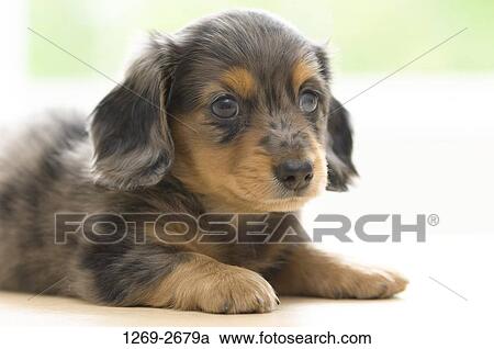 Stock Image - Close-up of a dachshund puppy. Fotosearch