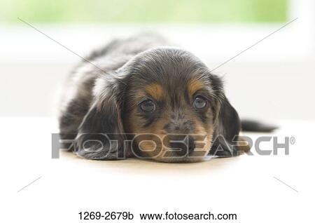 Close-up of a dachshund puppy View Large Photo Image Stock Image - Close-up of a dachshund puppy. Fotosearch