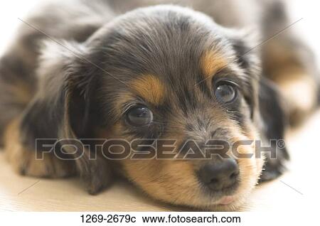 Close-up of a dachshund puppy View Large Photo Image Stock Image - Close-up of a dachshund puppy. Fotosearch