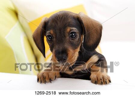 Close-up of a dachshund puppy View Large Photo Image Stock Photo - Close-up of a dachshund puppy. Fotosearch
