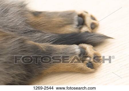 Close-up of a dachshund puppy's paws View Large Photo Image Picture - Close-up of a dachshund puppy's paws. Fotosearch