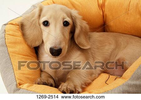 Close-up of a dachshund sitting on a couch View Large Photo Image Picture - Close-up of a dachshund sitting on a couch. Fotosearch