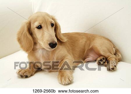 Close-up of a dachshund sitting on a couch View Large Photo Image Stock Image - Close-up of a dachshund sitting on a couch. Fotosearch