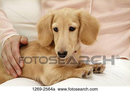 Close-up of a dachshund sitting on a woman's lap View Large Photo Image Stock Image - Close-up of a dachshund sitting on a woman's lap. Fotosearch