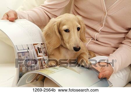 Close-up of a dachshund sitting on a woman's lap holding a magazine View Large Photo Image Stock Image - Close-up of a dachshund sitting on a woman's lap holding a magazine. Fotosearch