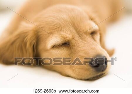 Close-up of a dachshund sleeping View Large Photo Image Stock Image - Close-up of a dachshund sleeping. Fotosearch