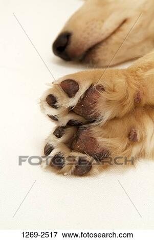 Close-up of a dachshund sleeping View Large Photo Image Stock Photo - Close-up of a dachshund sleeping. Fotosearch