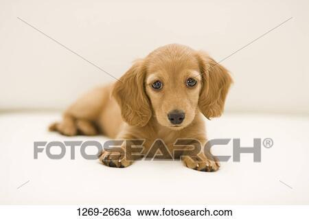 Stock Image - Close-up of a dachshund. Fotosearch