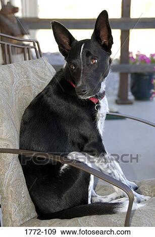 Close-up of a dog sitting in an armchair View Large Photo Image Stock Photo - Close-up of a dog sitting in an armchair. Fotosearch