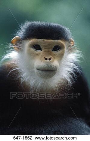 Stock Image - Close-up of a Douc langur. Fotosearch