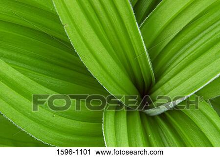 Stock Image - Close-up of a False Hellebore (Veratrum viride). Fotosearch