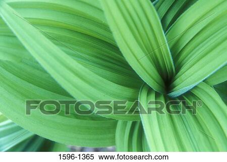 Close-up of a False hellebore (Veratrum viride) View Large Photo Image Stock Photography - Close-up of a False hellebore (Veratrum viride). Fotosearch