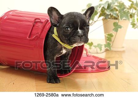 Close-up of a French bulldog puppy in a bucket View Large Photo Image Stock Image - Close-up of a French bulldog puppy in a bucket. Fotosearch