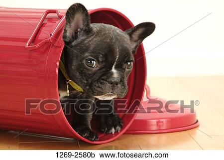 Close-up of a French bulldog puppy in a bucket View Large Photo Image Stock Image - Close-up of a French bulldog puppy in a bucket. Fotosearch
