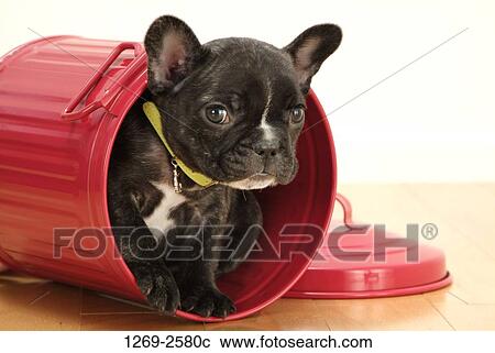 Close-up of a French bulldog puppy in a bucket View Large Photo Image Stock Image - Close-up of a French bulldog puppy in a bucket. Fotosearch