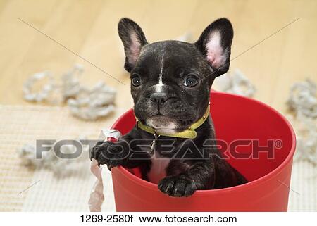 Close-up of a French bulldog puppy in a bucket View Large Photo Image Stock Image - Close-up of a French bulldog puppy in a bucket. Fotosearch