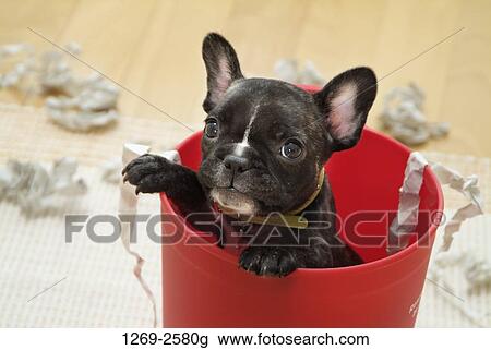Close-up of a French bulldog puppy in a bucket View Large Photo Image Stock Image - Close-up of a French bulldog puppy in a bucket. Fotosearch