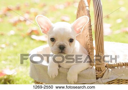 Close-up of a French bulldog puppy View Large Photo Image Stock Image - Close-up of a French bulldog puppy. Fotosearch