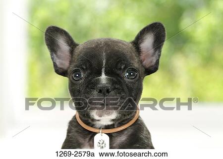 Close-up of a French bulldog puppy View Large Photo Image Stock Image - Close-up of a French bulldog puppy. Fotosearch