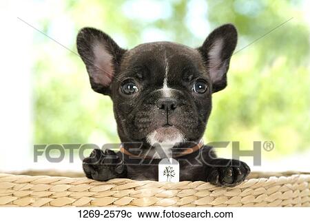 Close-up of a French bulldog puppy View Large Photo Image Stock Image - Close-up of a French bulldog puppy. Fotosearch