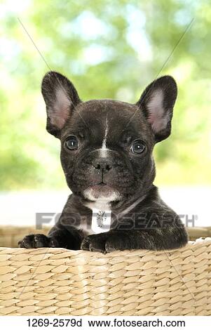 Close-up of a French bulldog puppy View Large Photo Image Stock Image - Close-up of a French bulldog puppy. Fotosearch