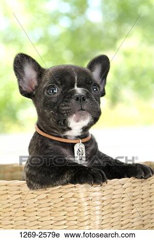 Close-up of a French bulldog puppy View Large Photo Image Stock Image - Close-up of a French bulldog puppy. Fotosearch