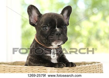 Close-up of a French bulldog puppy View Large Photo Image Stock Image - Close-up of a French bulldog puppy. Fotosearch