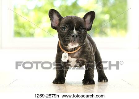 Close-up of a French bulldog puppy View Large Photo Image Stock Image - Close-up of a French bulldog puppy. Fotosearch