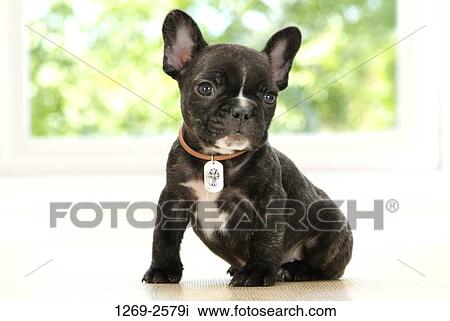 Close-up of a French bulldog puppy View Large Photo Image Stock Image - Close-up of a French bulldog puppy. Fotosearch