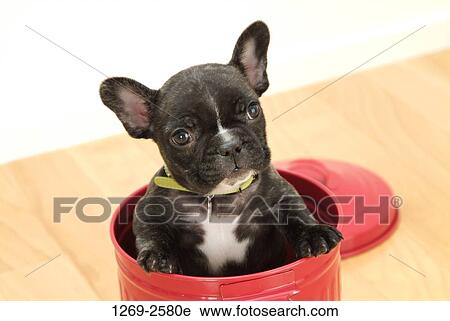 Stock Image - Close-up of a French bulldog puppy sitting in a bucket. Fotosearch