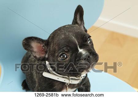 Close-up of a French bulldog puppy sitting on a chair View Large Photo Image Stock Image - Close-up of a French bulldog puppy sitting on a chair. Fotosearch