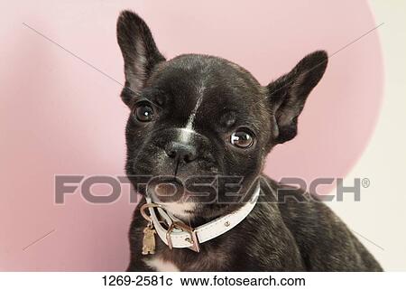 Stock Image - Close-up of a French bulldog puppy. Fotosearch